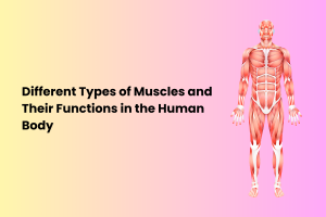 Different Types of Muscles and Their Functions in the Human Body